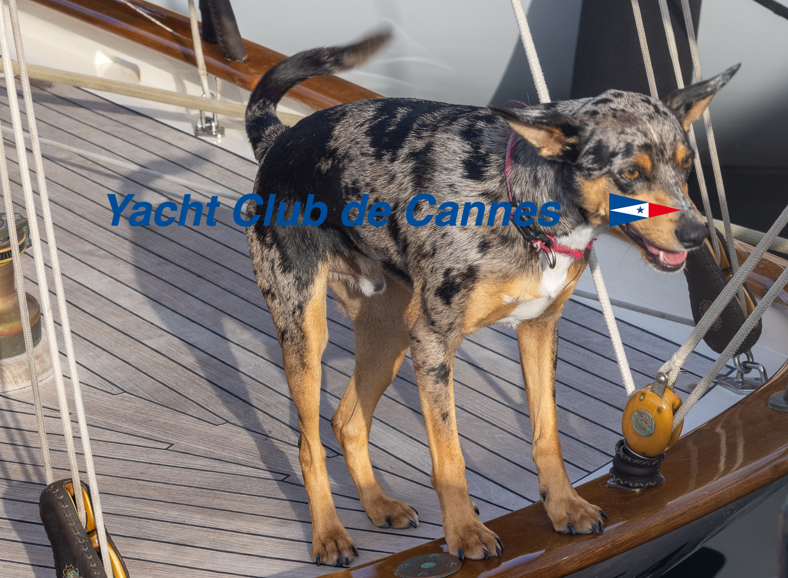 Régates Royales 2021